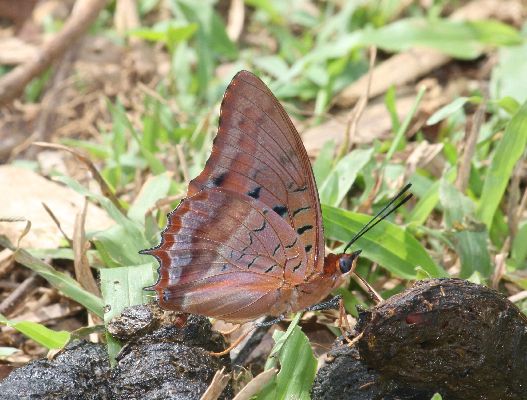 Charaxes lucretius lucretius male UNS